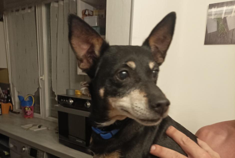 Ontdekkingsalarm Hond rassenvermenging  Vrouwtje Sablé-sur-Sarthe Frankrijk